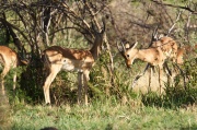 impala (3)